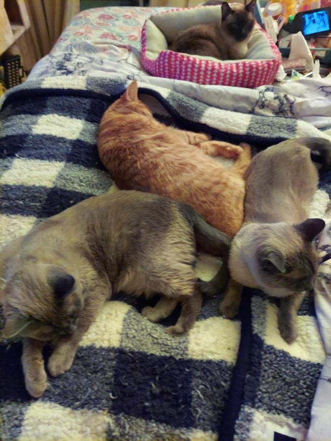Catmosphere 2 Las Vegas Luaran gambar